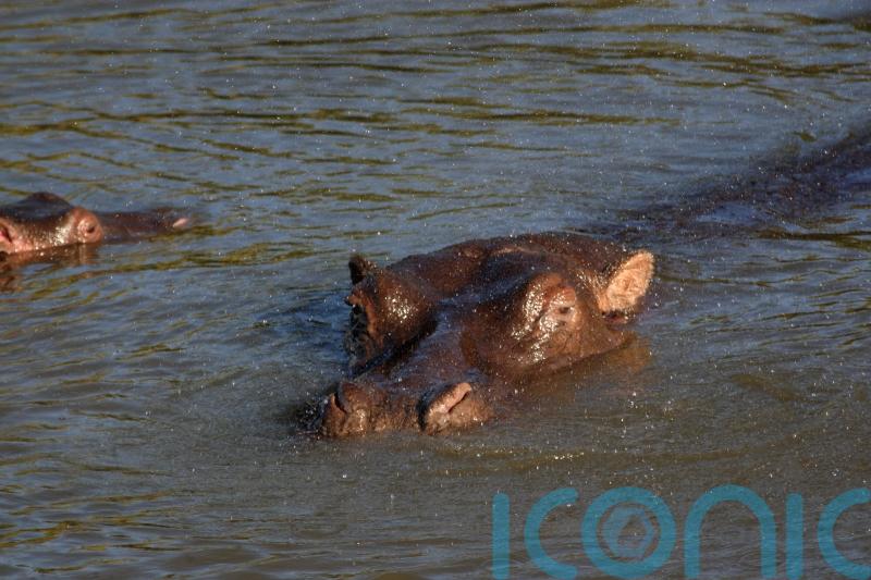 Trotting hippos can become airborne, scientists say
