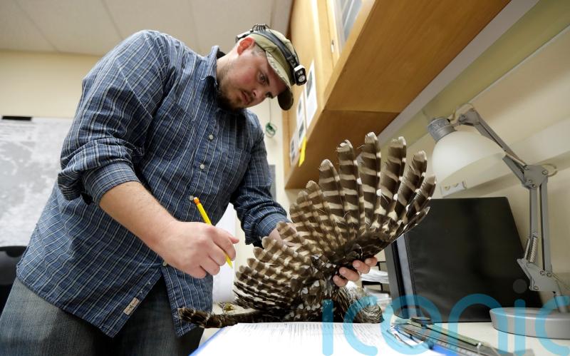 Wildlife agency reveals plan to kill 450,000 owls to safeguard another species