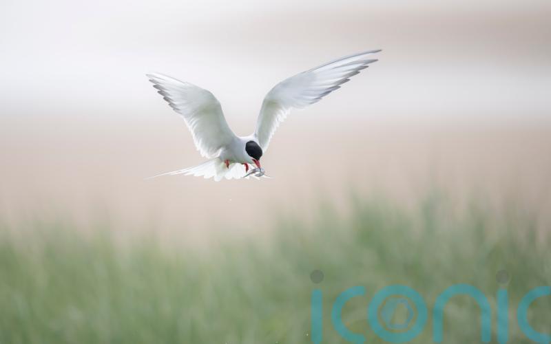 Anxious wait to see how Arctic terns fare at colony struck by bird flu in 2023