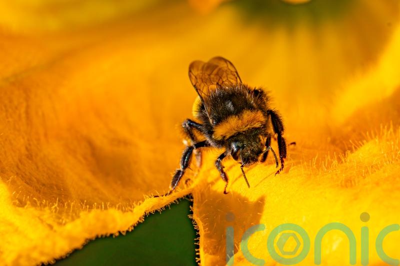 Watchdog investigates emergency authorisation for banned bee-killing pesticide