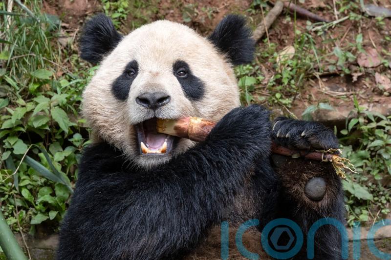 Pair of giant pandas from China acclimating to new home at San Diego Zoo