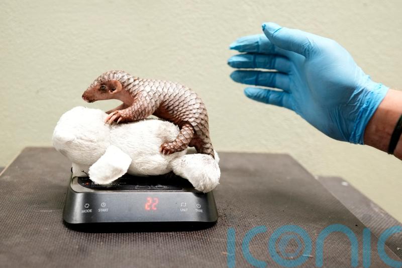 Prague Zoo celebrates birth of second critically endangered Chinese pangolin