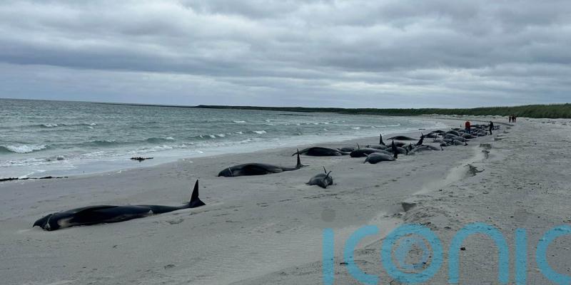 Experts bid to save surviving whales after mass stranding on Scottish island