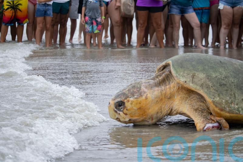 Loggerhead sea turtle returns to Atlantic Ocean after rehabilitation in Florida
