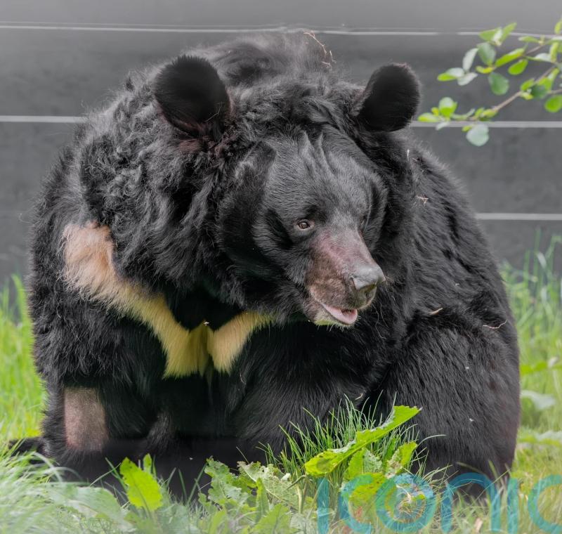‘Beloved’ bear rescued from war in Ukraine dies in Scottish zoo