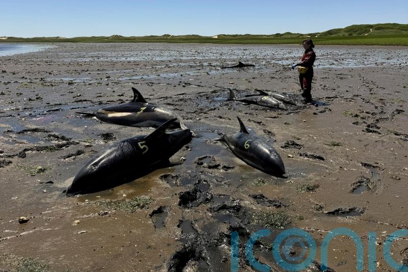 Mass stranding of dolphins on Cape Cod coastline largest in US history