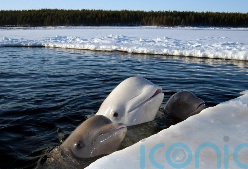 More research needed on impact of ships on Arctic whales, researchers say
