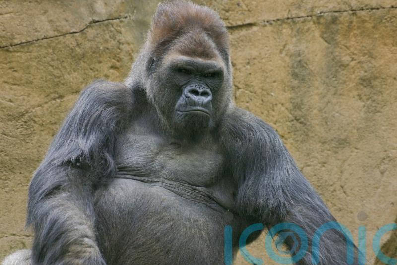 Winston, beloved gorilla at San Diego Zoo Safari Park, dies aged 52
