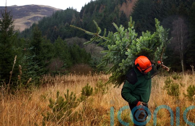 Kate Forbes hails Scotland’s forestry sector as ‘sustainable powerhouse’