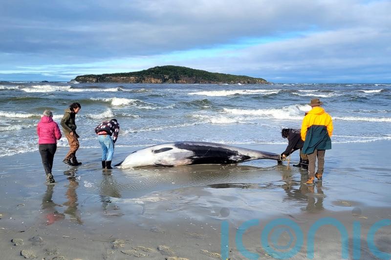 Rare whale found on beach could provide wealth of data for experts