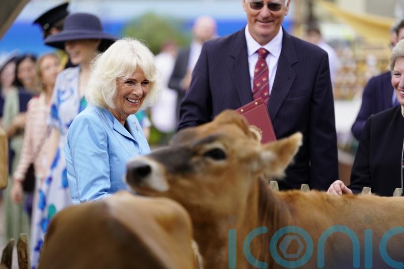 Camilla laughs as Jersey cows get frisky during royal visit