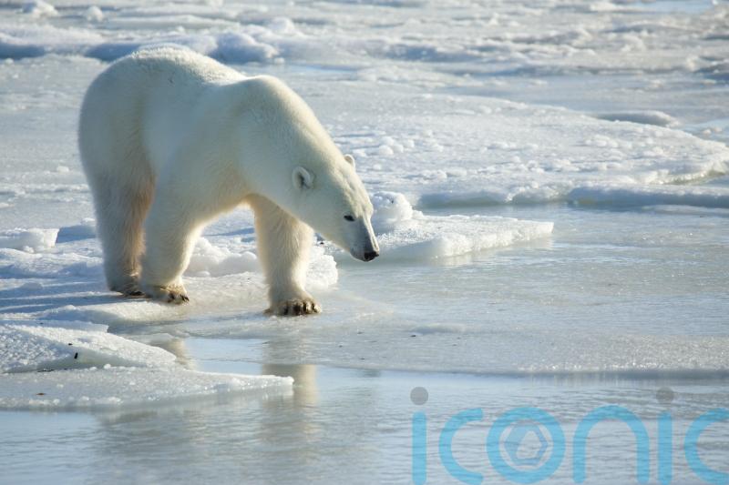 Polar bear fur tags could shed more light on how certain species groups behave