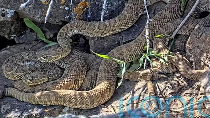 Webcam monitors hundreds of rattlesnakes at Colorado ‘mega den’