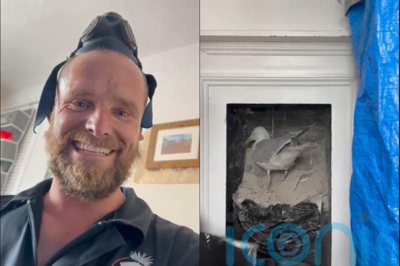 Chimney sweep captures moment ‘rambunctious’ seagull falls from an old flue