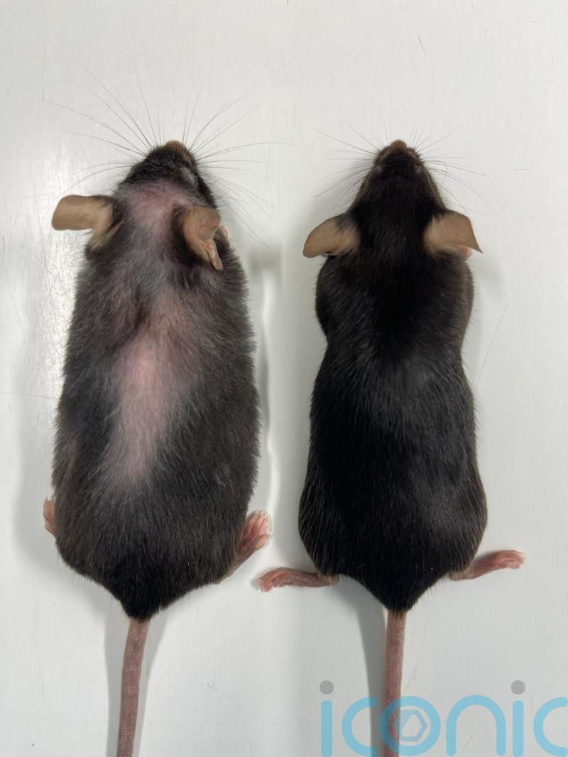 Drug which extends life of mice hints at longer, healthy old age for humans
