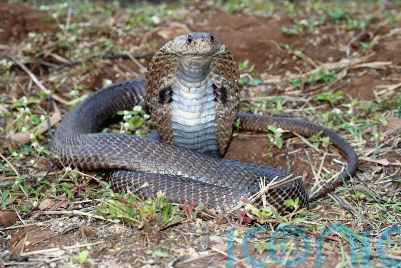 Researchers discover new antidote for cobra bites