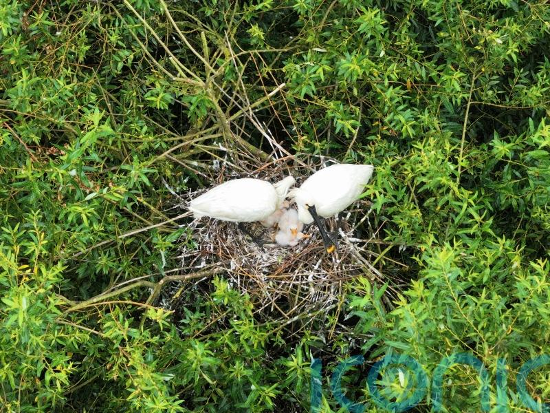 Breeding success for spoonbills as once-extinct bird continues UK return