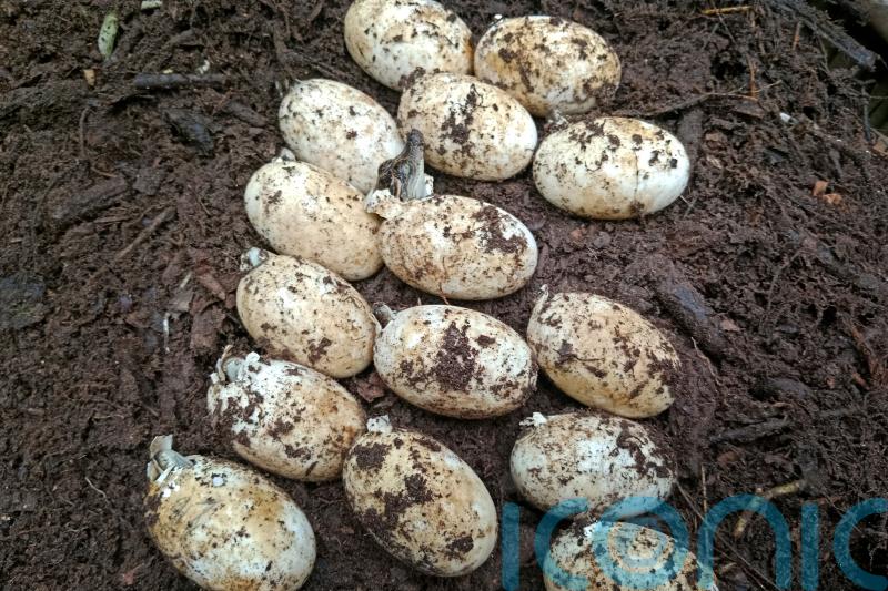 Conservationists welcome discovery of 106 rare crocodile eggs in Cambodia