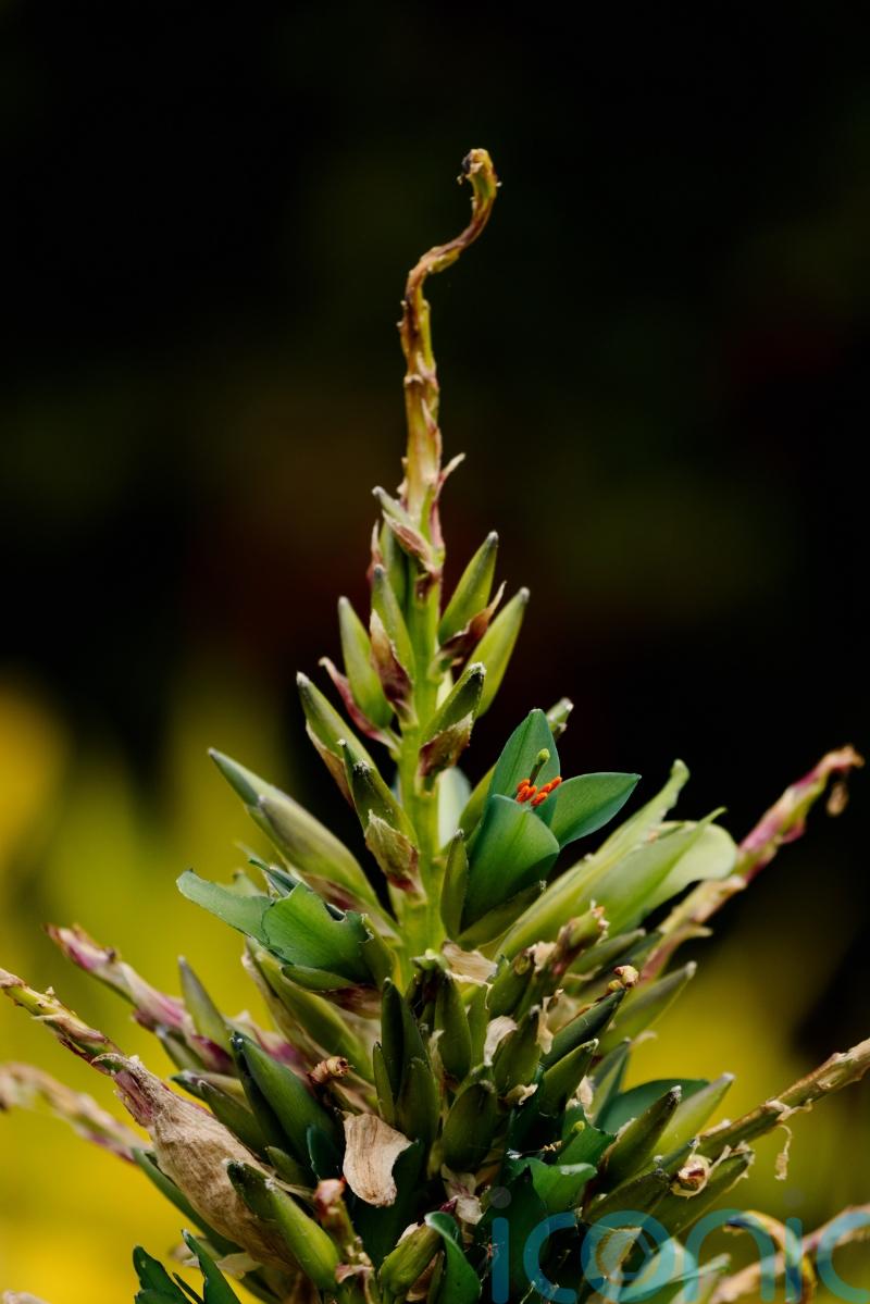 Rare ‘sapphire tower’ blooms outdoors in Scotland for first time