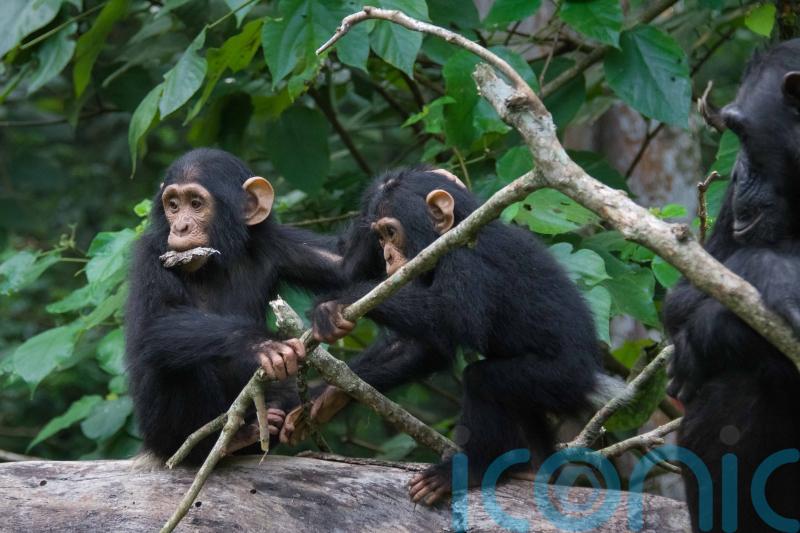 ‘Amazing’ similarities between chimpanzee and human conversations – study