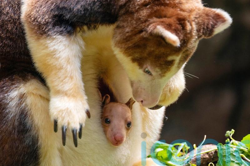 Baby tree kangaroo peeks out of mother’s pouch at Bronx Zoo