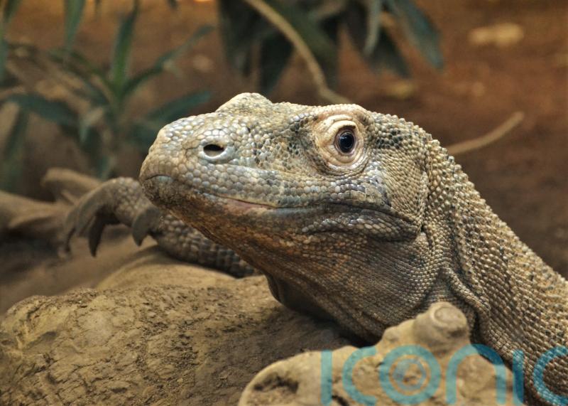 Komodo dragons have iron-coated teeth to help rip and tear prey, say scientists