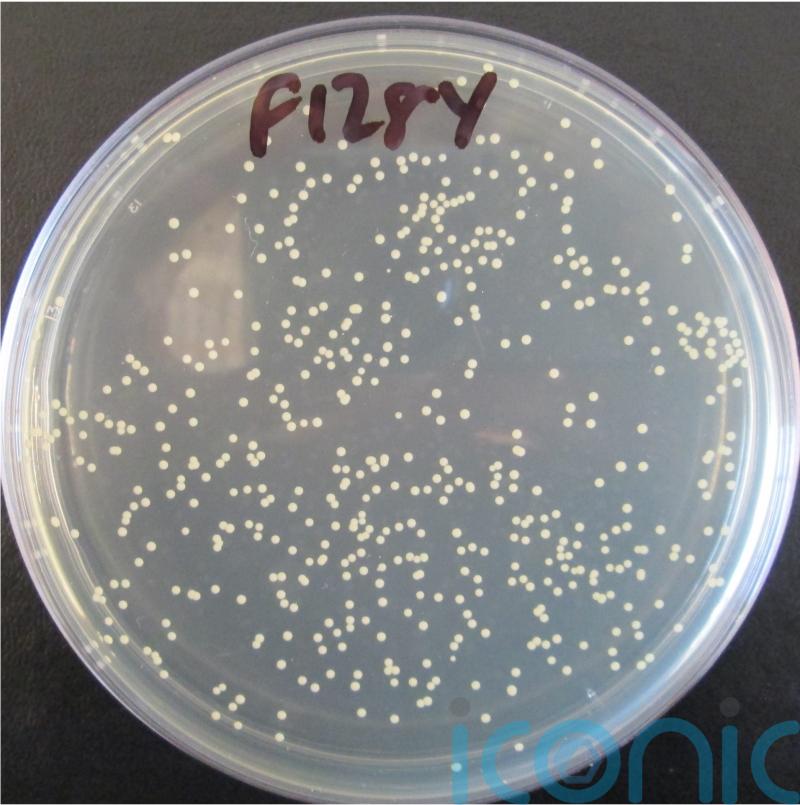 Scottish scientists to spend two years studying MRSA antibiotic resistance