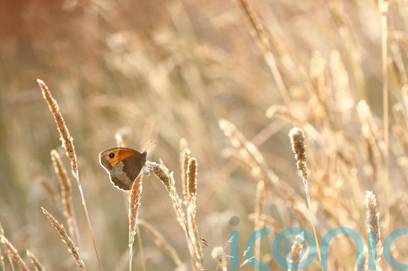 Record low butterfly numbers so far in annual count as wet weather hits breeding