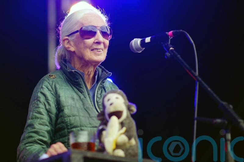 Savers warned of pensions impact on deforestation in Jane Goodall ad campaign