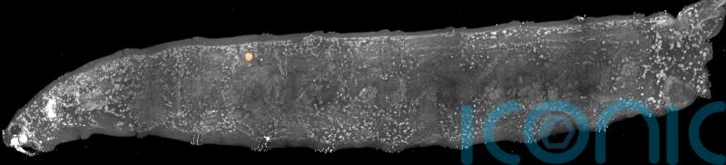 ‘Transformative’ squishy lasers could shed light on how embryos develop – study