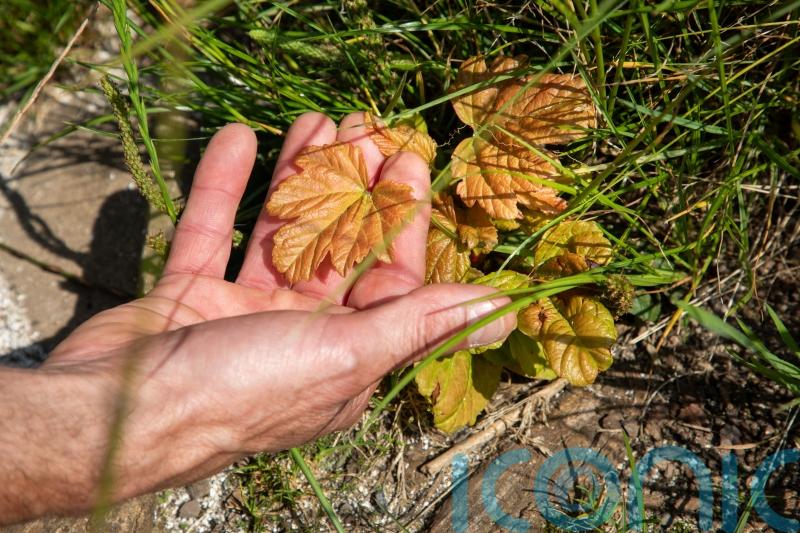 New shoots give hope that Sycamore Gap tree lives on