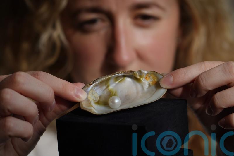 Freshwater pearl expected to fetch up to £60,000 at auction