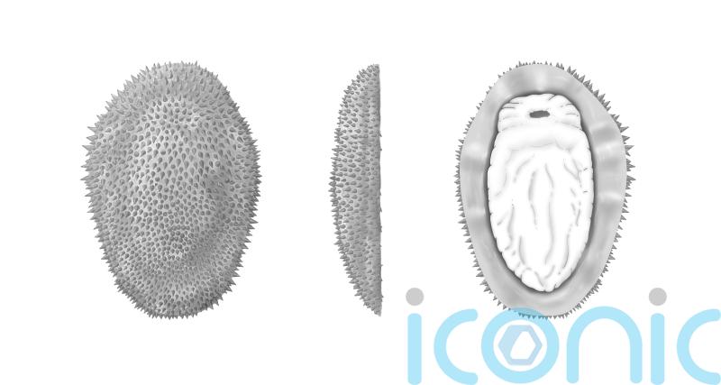 Half-a-billion-year-old spiny slug reveals the origins of molluscs