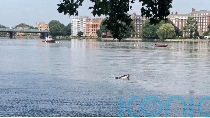 Appeal for people to stay away from dolphin spotted in River Thames