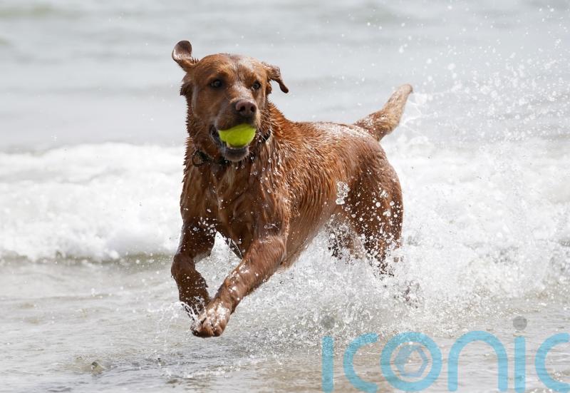 8 in 10 dog owners put off letting pets in water by sewage crisis – poll