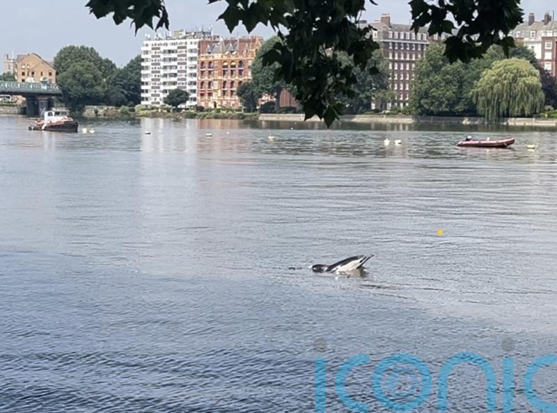 Two dolphins ‘found dead on banks of River Thames in London’