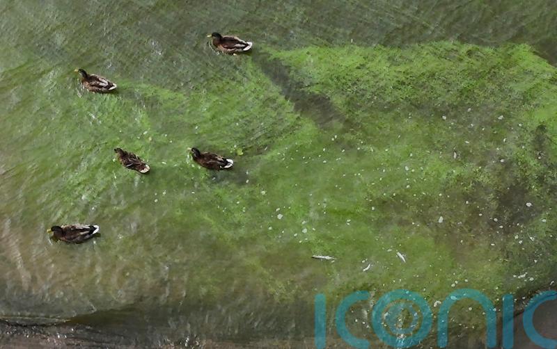 Public health risks of algal blooms on Lough Neagh detailed in study