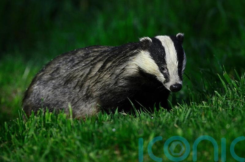 Farmer-led badger vaccination trial raises hopes for tackling bovine TB