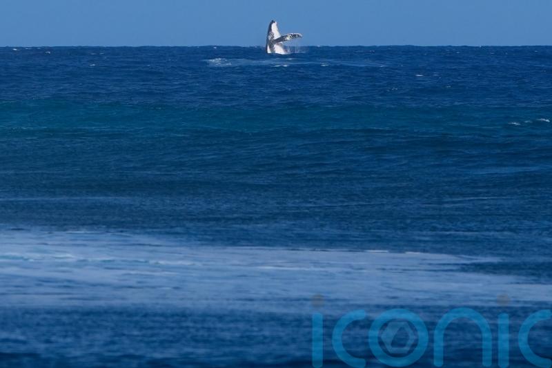 Whale breach seen during Paris Olympics surfing semi-final competition in Tahiti