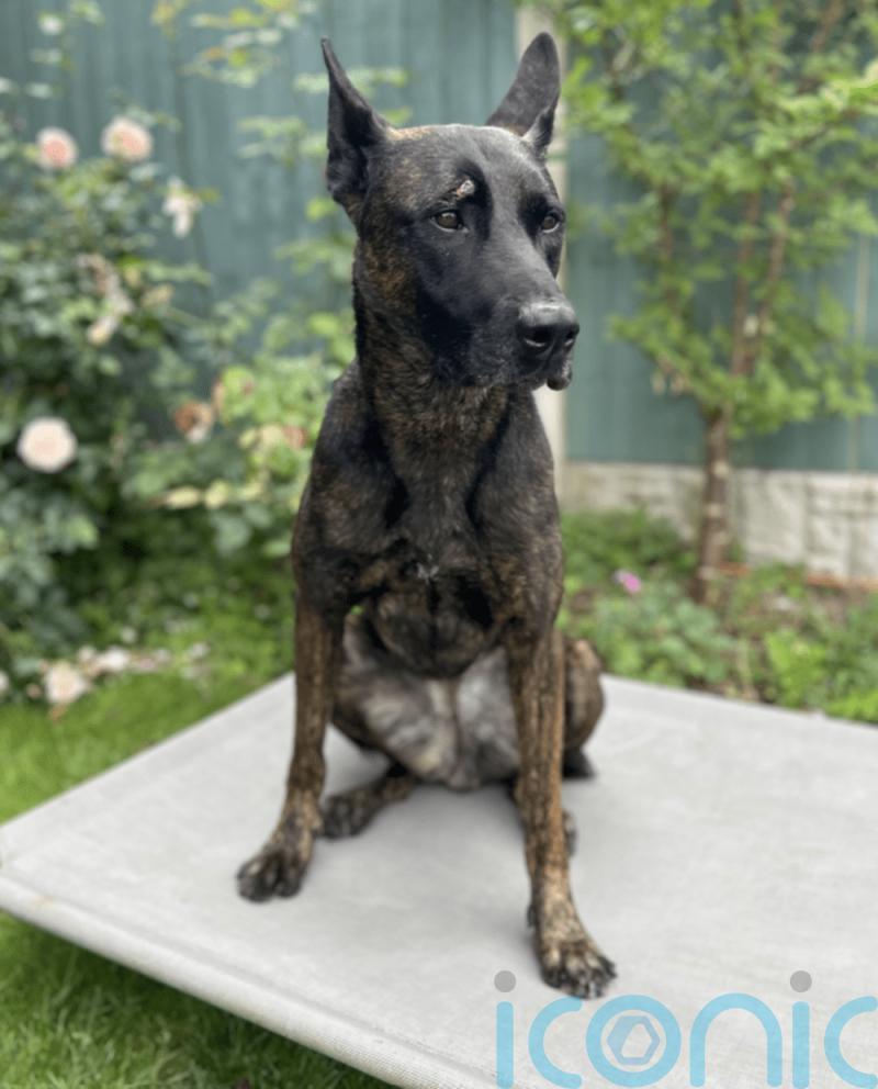 Police dog attacked with brick and six officers injured in ‘abhorrent’ violence