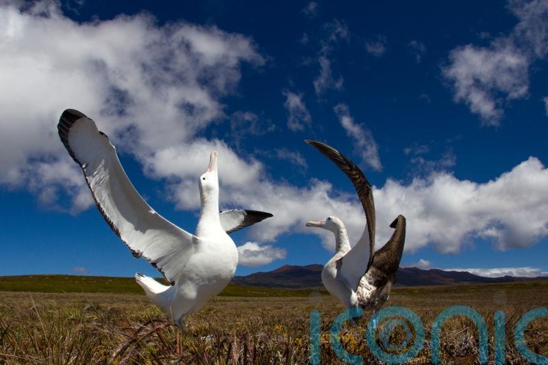 Call to support island mice eradication bid after latest attack on albatross