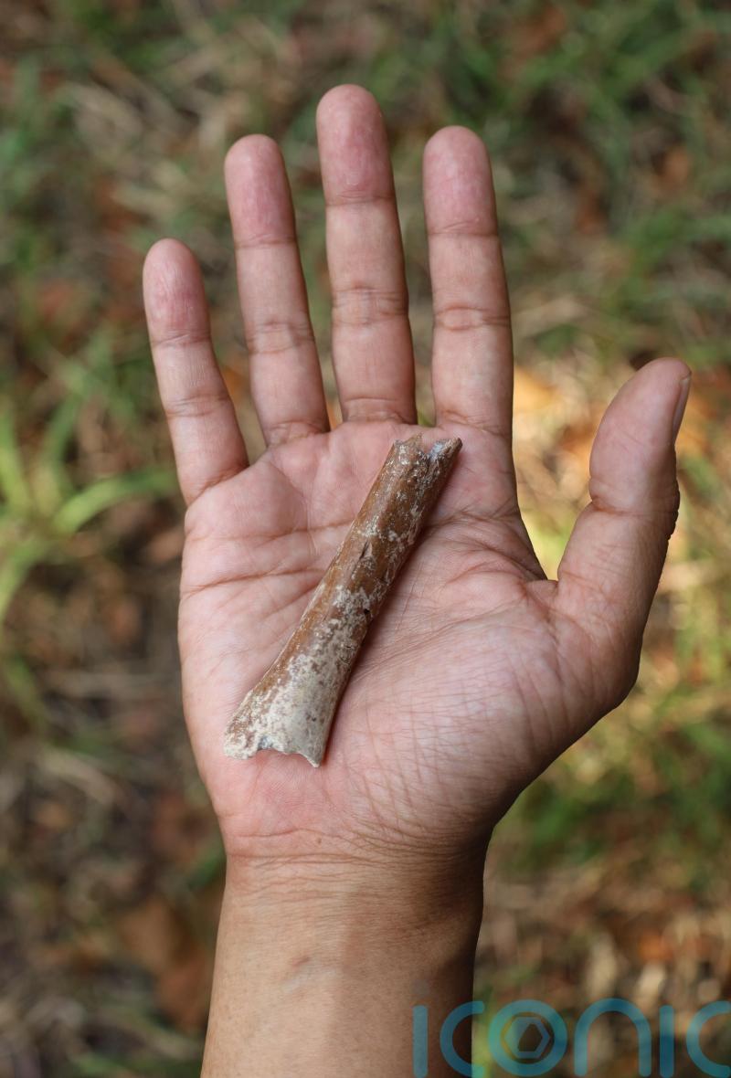 Tiny adult limb bone fossil sheds light on origin of ancient ‘Hobbit’ humans