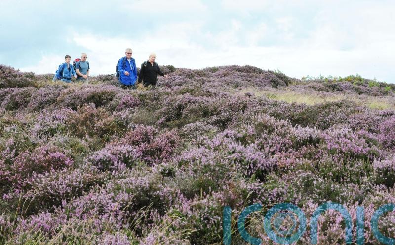 Tick population in Scotland could almost double due to climate change – study
