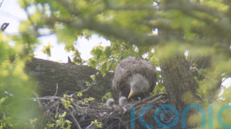 Two white-tailed eagle chicks fledge in success for English reintroduction bid