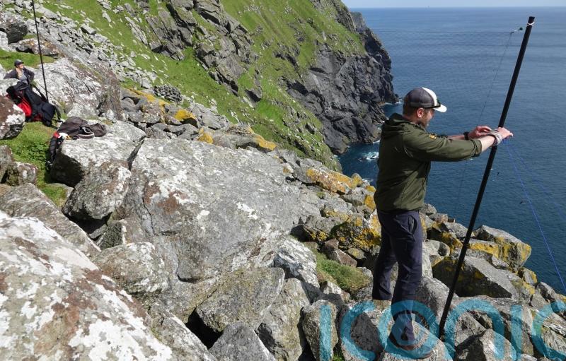 Concern as experts observe sluggish start to seabird breeding season