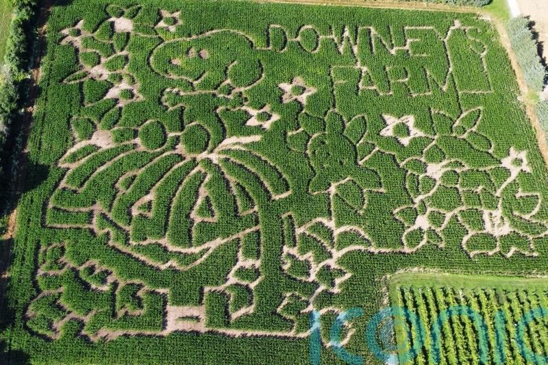 North American farmers honour Peanuts creator Charles M Schulz with corn mazes