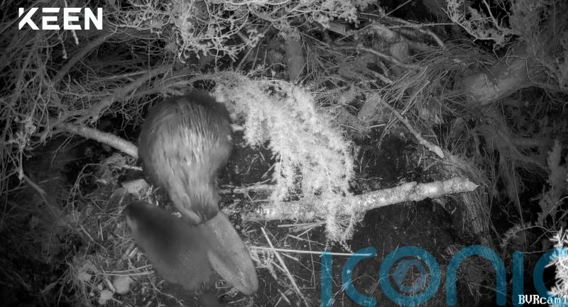 Cairngorms beaver kits first to be born in wild at national park for 400 years