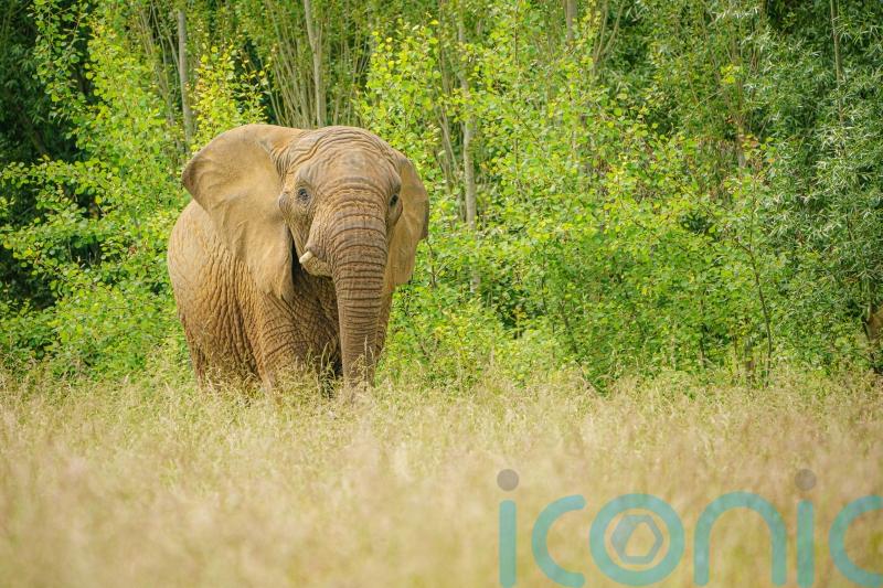 Hunting trophies import ban ‘illiberal’, pro-low regulation think tank says
