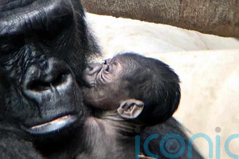 Baby gorilla born at Detroit Zoo