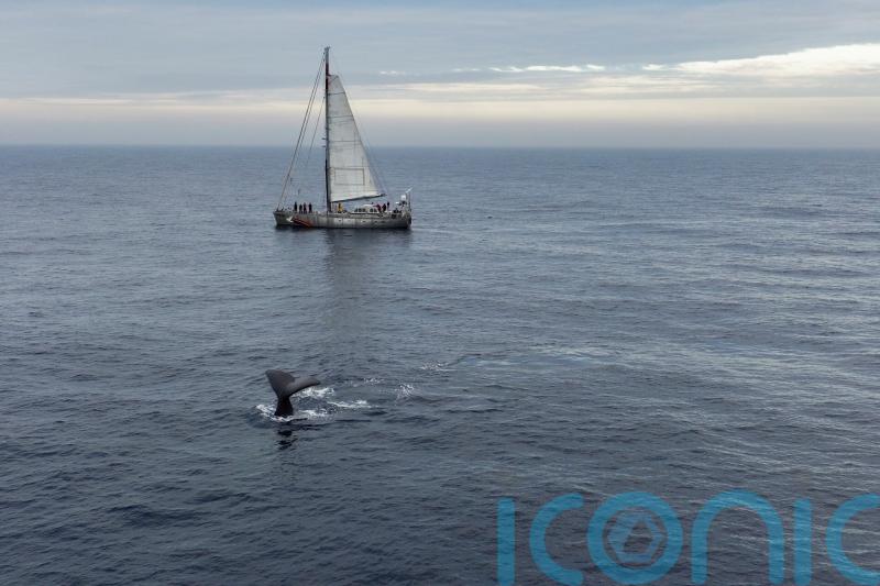 Concerns for ocean biodiversity grow as wildlife found in deep-sea mining area